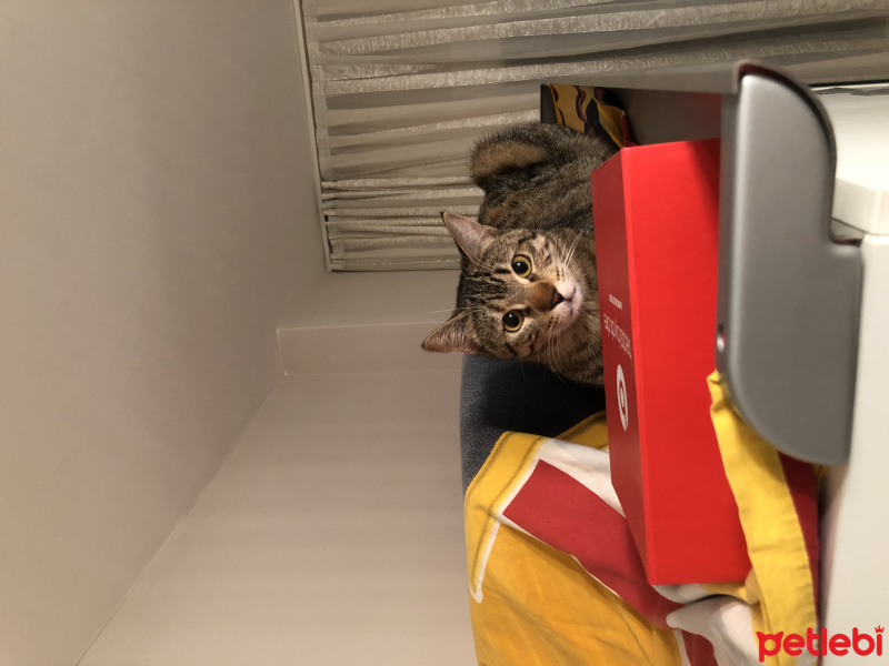 Tekir Kedi, Kedi  Şanslı fotoğrafı