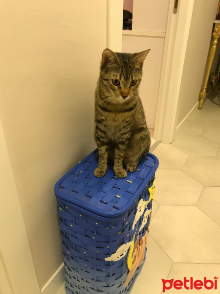 Tekir Kedi, Kedi  Şanslı fotoğrafı