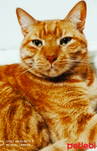 Tekir Kedi, Kedi  HaylaZ fotoğrafı