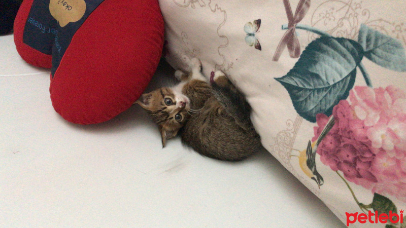 Tekir Kedi, Kedi  Porsuk fotoğrafı