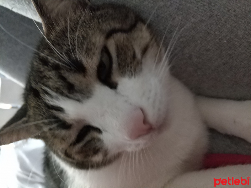 Tekir Kedi, Kedi  Minnos fotoğrafı