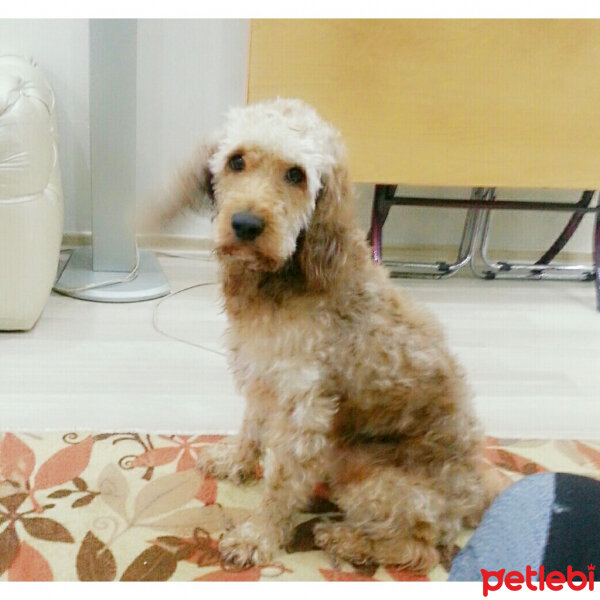 İngiliz Cocker Spaniel, Köpek  Aşkım fotoğrafı