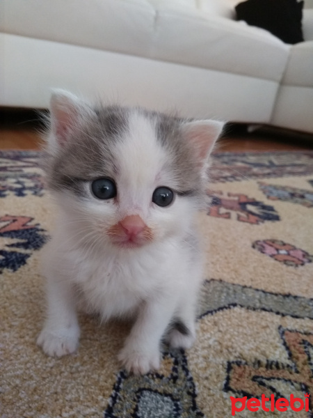 Tekir Kedi, Kedi  Mia fotoğrafı