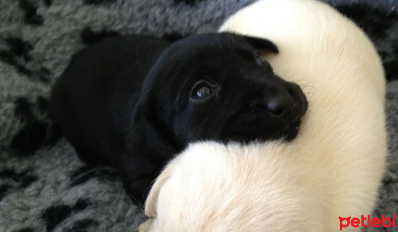 Sokö (Sokak Köpeği), Köpek  Gece fotoğrafı