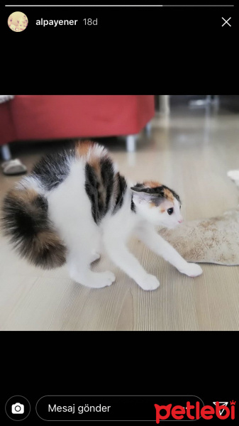 Tekir Kedi, Kedi  Pati fotoğrafı