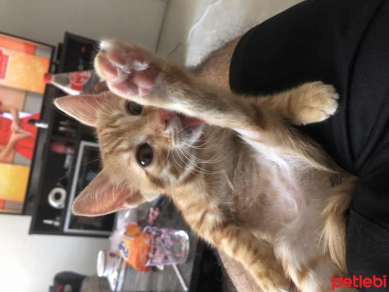 Tekir Kedi, Kedi  Tekir fotoğrafı