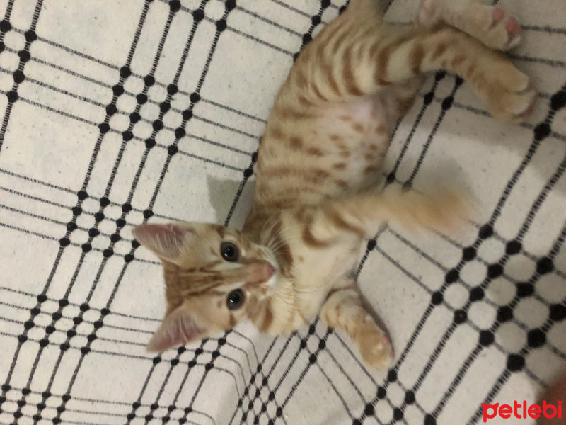 Tekir Kedi, Kedi  Tekir fotoğrafı