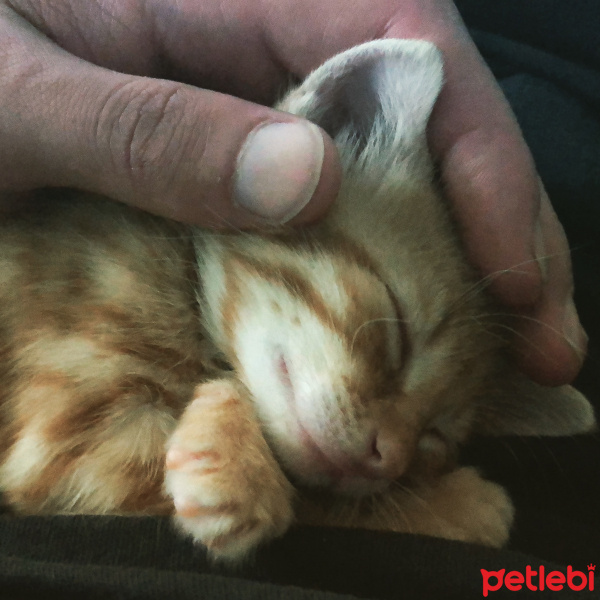 Tekir Kedi, Kedi  Tekir fotoğrafı