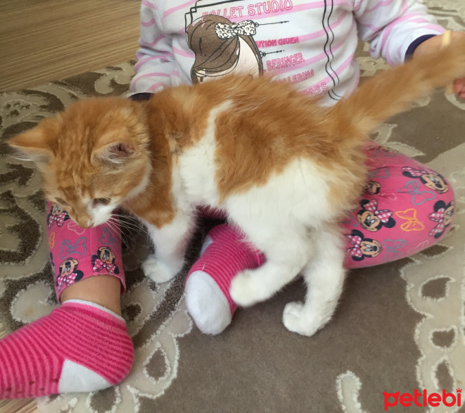 Tekir Kedi, Kedi  Demir fotoğrafı