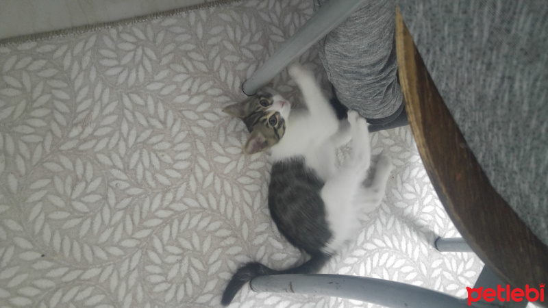 Tekir Kedi, Kedi  Minnoş fotoğrafı