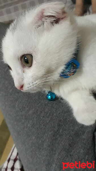 Scottish Fold, Kedi  Mila fotoğrafı