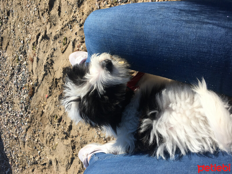 Maltese, Köpek  Lokum fotoğrafı