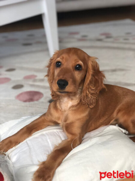 İngiliz Cocker Spaniel, Köpek  Frida fotoğrafı