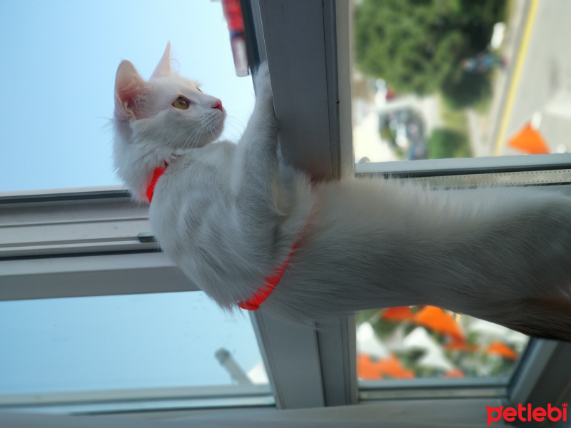 Ankara Kedisi, Kedi  Pamuk fotoğrafı
