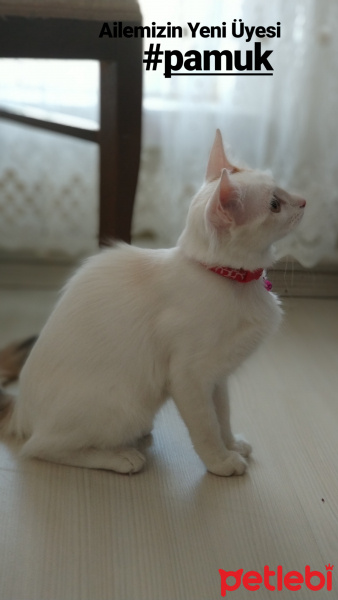 Ankara Kedisi, Kedi  Pamuk fotoğrafı