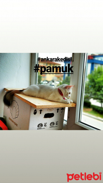 Ankara Kedisi, Kedi  Pamuk fotoğrafı