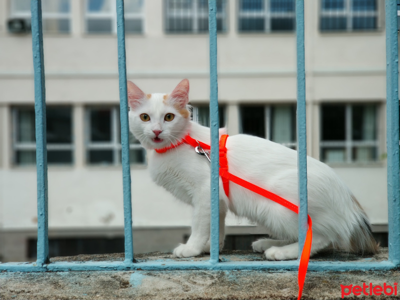 Ankara Kedisi, Kedi  Pamuk fotoğrafı