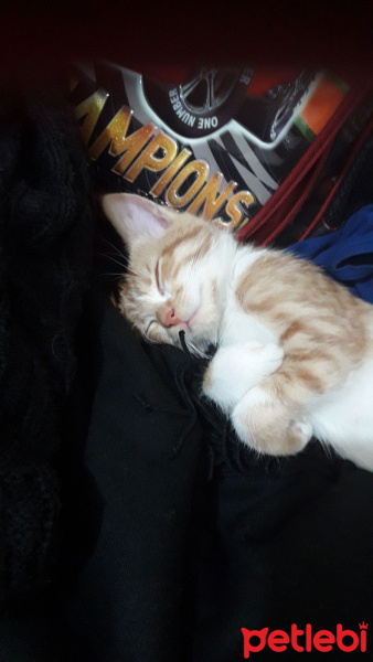 Tekir Kedi, Kedi  Pamuk fotoğrafı