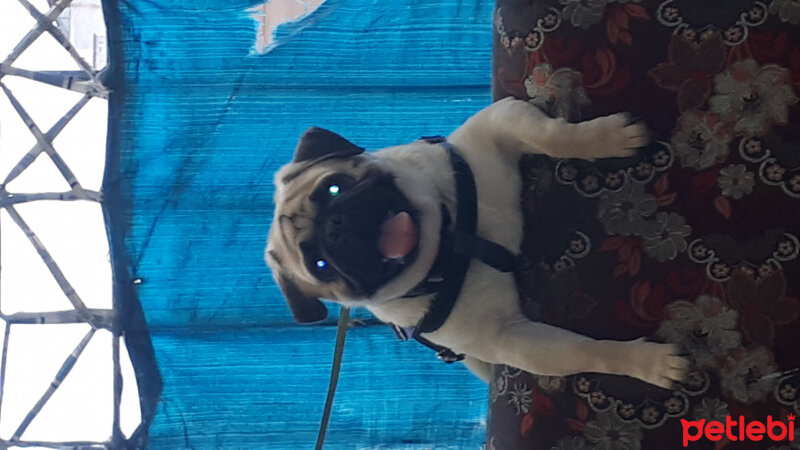 Pug, Köpek  Cico fotoğrafı