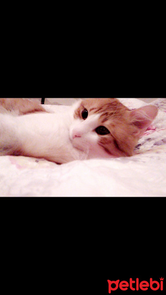 Tekir Kedi, Kedi  Gırpık fotoğrafı