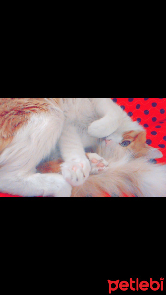 Tekir Kedi, Kedi  Gırpık fotoğrafı
