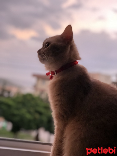 British Shorthair, Kedi  Helios fotoğrafı