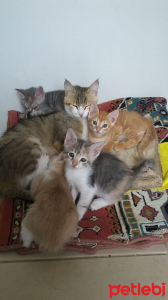 Tekir Kedi, Kedi  Minnoş fotoğrafı