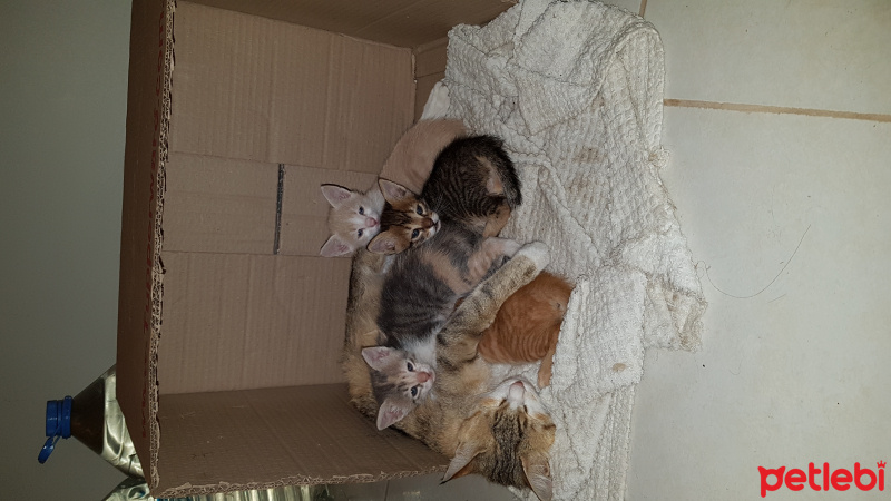 Tekir Kedi, Kedi  Minnoş fotoğrafı
