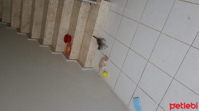 Tekir Kedi, Kedi  Minnoş fotoğrafı