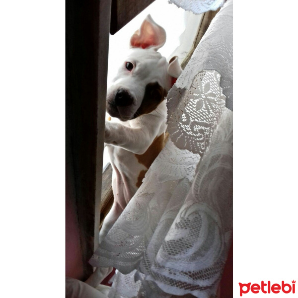 Amerikan Pitbull Terrier, Köpek  Cesi fotoğrafı