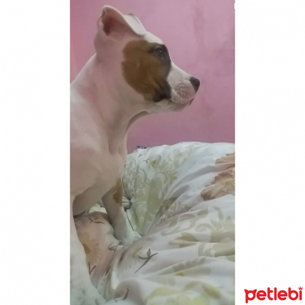 Amerikan Pitbull Terrier, Köpek  Cesi fotoğrafı