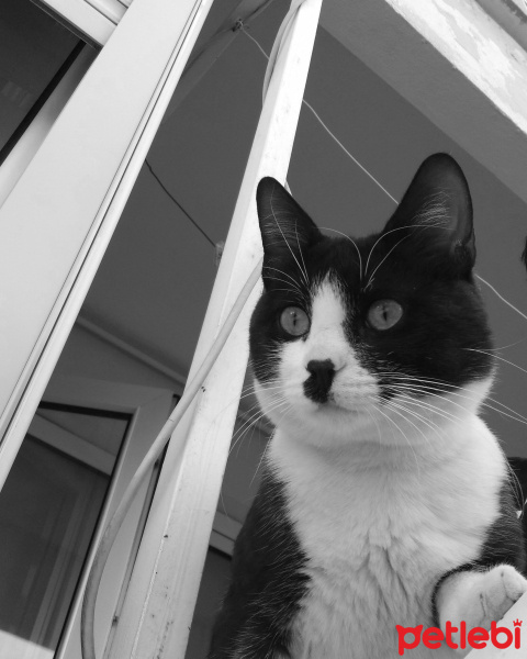 Tuxedo (Smokin) Kedi, Kedi  cingöz fotoğrafı