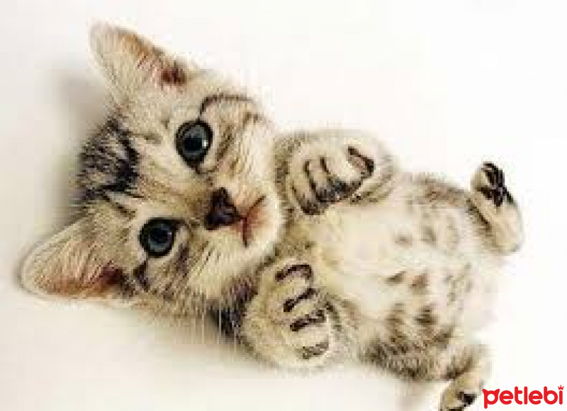 Tekir Kedi, Kedi  pati fotoğrafı