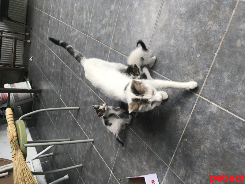 Tekir Kedi, Kedi  Beyaz fotoğrafı