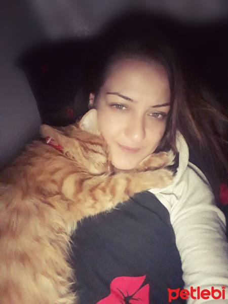 Tekir Kedi, Kedi  Miniş fotoğrafı