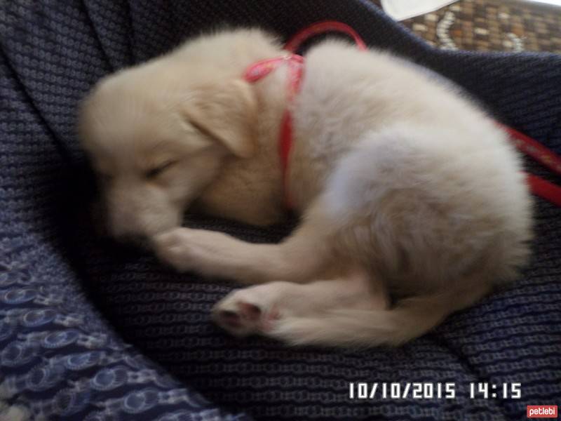 Golden Retriever, Köpek  ares fotoğrafı