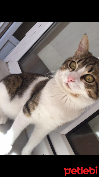 Tekir Kedi, Kedi  Baileys fotoğrafı