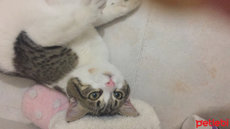Tekir Kedi, Kedi  Baileys fotoğrafı