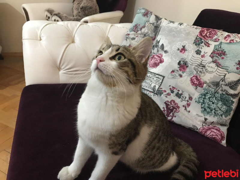 Tekir Kedi, Kedi  Baileys fotoğrafı