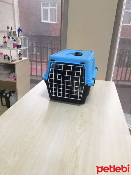 Tekir Kedi, Kedi  Baileys fotoğrafı