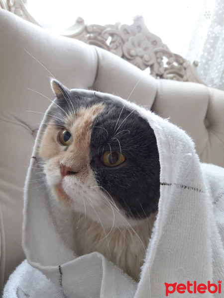 American Wirehair, Kedi  mokka fotoğrafı
