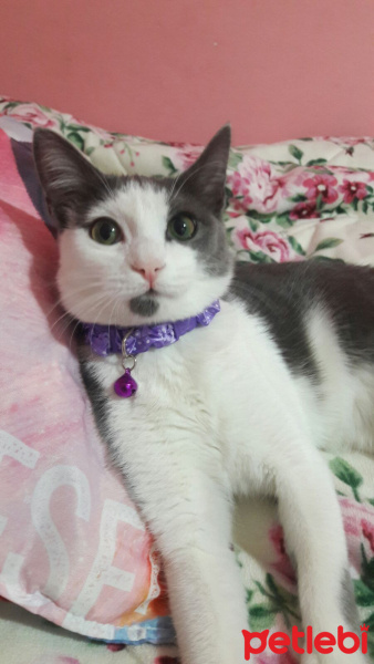 Tekir Kedi, Kedi  duman fotoğrafı