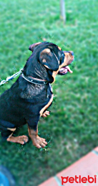 Rottweiler, Köpek  Pascal fotoğrafı