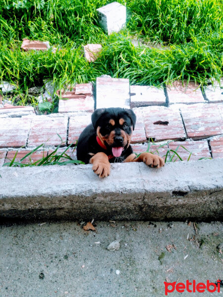 Rottweiler, Köpek  Pascal fotoğrafı