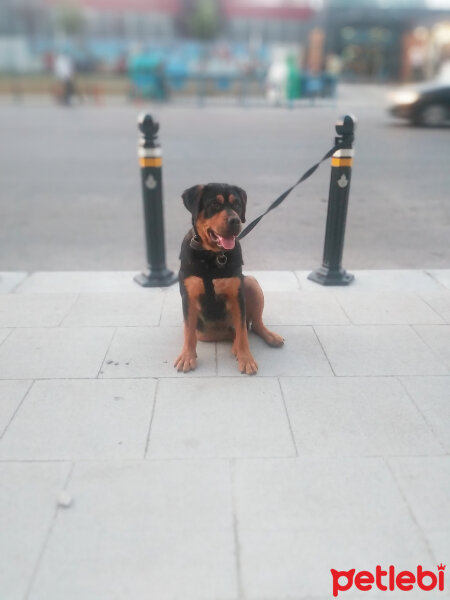 Rottweiler, Köpek  Pascal fotoğrafı