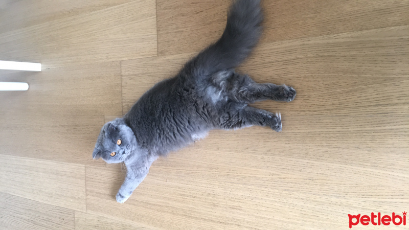 Scottish Fold, Kedi  Kızım fotoğrafı