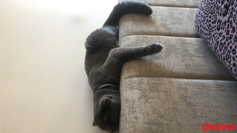 Scottish Fold, Kedi  Oğlum fotoğrafı