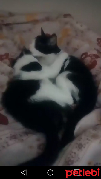 Tuxedo (Smokin) Kedi, Kedi  İkizler fotoğrafı
