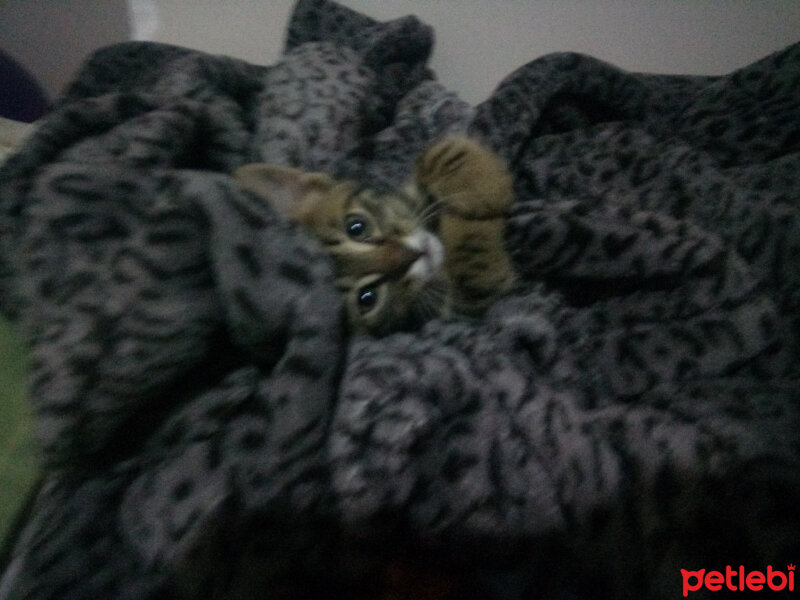 Tekir Kedi, Kedi  Musab fotoğrafı