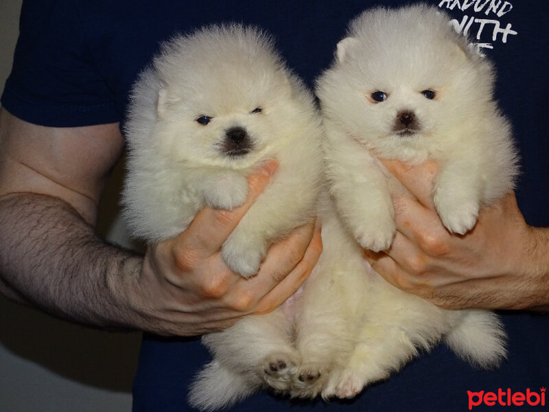 Pomeranyalı, Köpek  Nila fotoğrafı